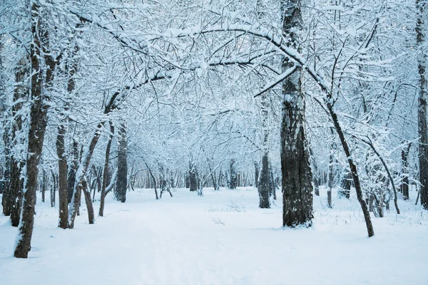 Donmuş ormanda — Stok fotoğraf