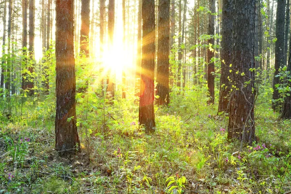 Matahari terbenam — Stok Foto