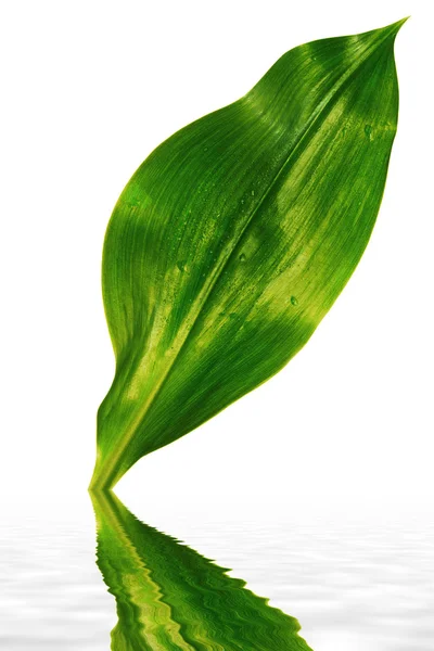 stock image Drops on green leaf