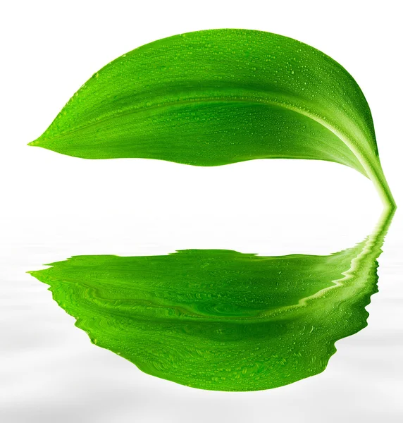 Капли на зеленом листе — стоковое фото