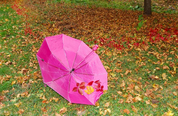 Hierba paraguas — Foto de Stock