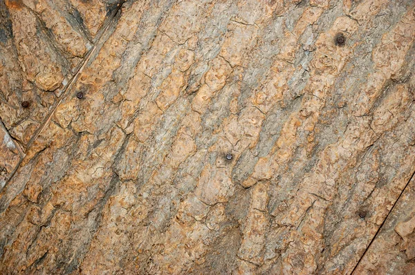 stock image Texture of tree bark