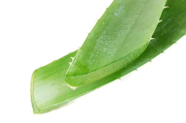 Färsk aloe leaf — Stockfoto
