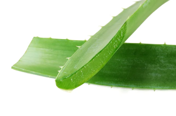 Fresh aloe leaf — Stock Photo, Image