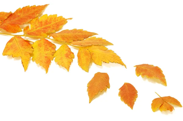 Větev s žlutým padajícím listí — Stock fotografie