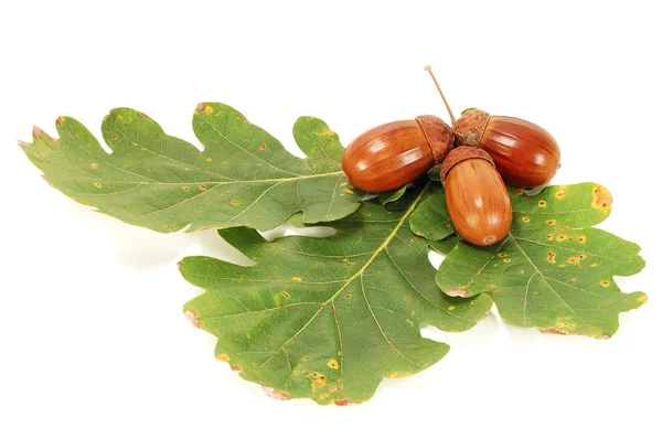 Žaludy na dubové listí zelené — Stock fotografie