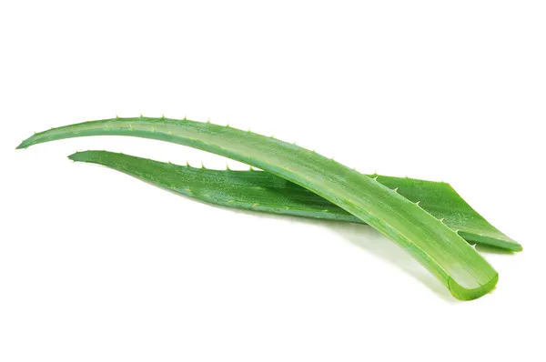 Fresh aloe leaf — Stock Photo, Image