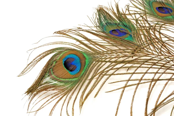 Drie prachtige peacock feather — Stockfoto