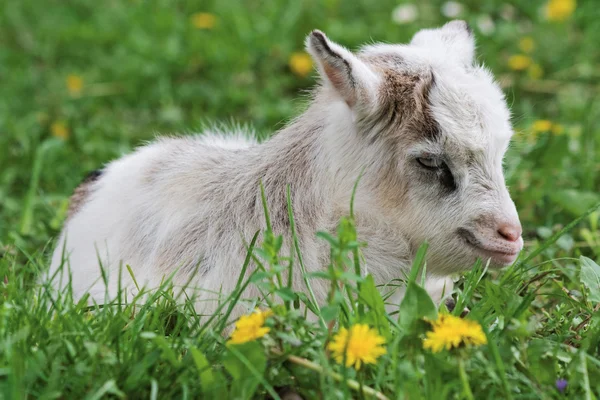 stock image Goatling