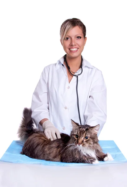 Veterinario tener un examen médico un gato —  Fotos de Stock