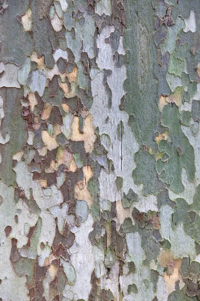 Textura de corteza de árbol de platano — Foto de Stock