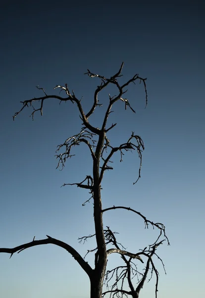 Sylwetka wysuszone drzewo — Zdjęcie stockowe