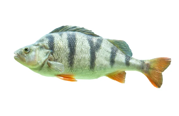 Stock image Fish isolated