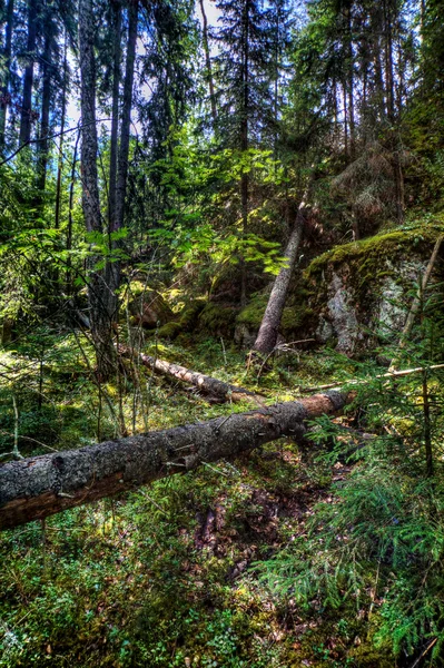 야생 숲 — 스톡 사진