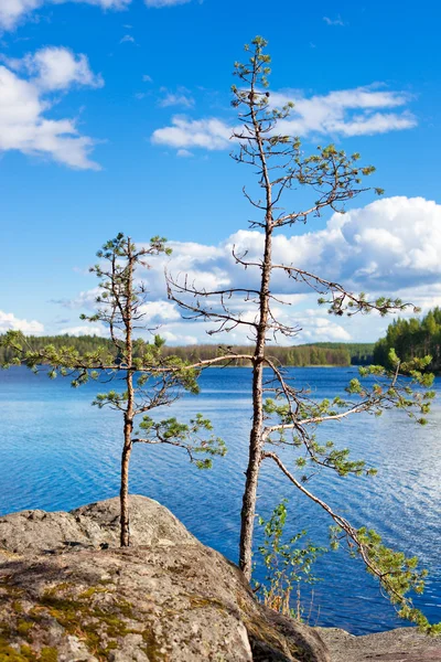 湖の背景上の松 — ストック写真