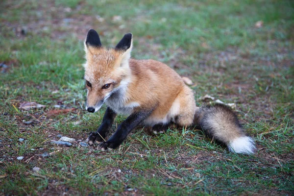 stock image Red North American fox cub