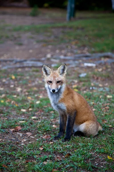 stock image Red North American fox cub