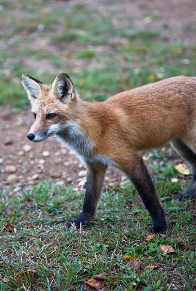 stock image Red North American fox cub