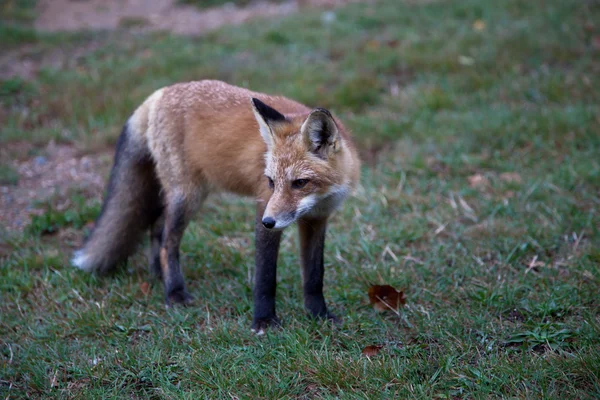 stock image Red North American fox cub