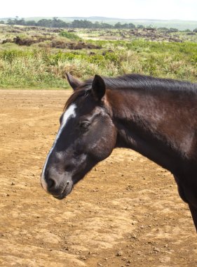 Free Running Horses staring, Easter Island