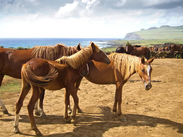 Cavalos Correndo Grátis olhando, Ilha de Páscoa — Fotografia de Stock