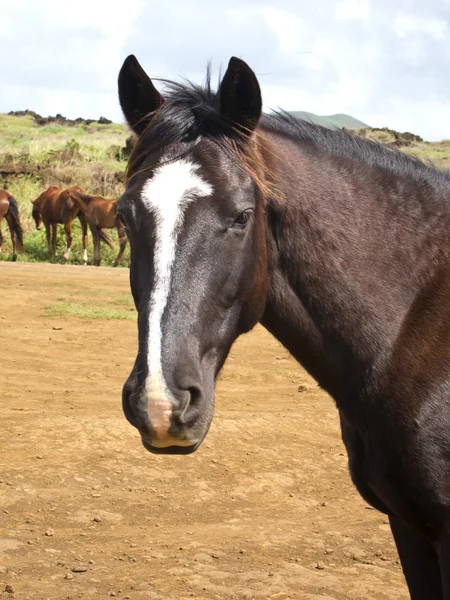 Lösspringande hästar stirrade, Påskön — Stockfoto