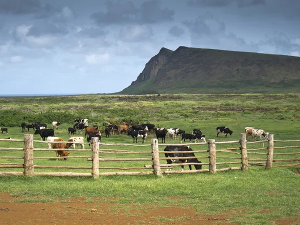 Vacas comiendo hierba detrás de la cerca — Foto de Stock