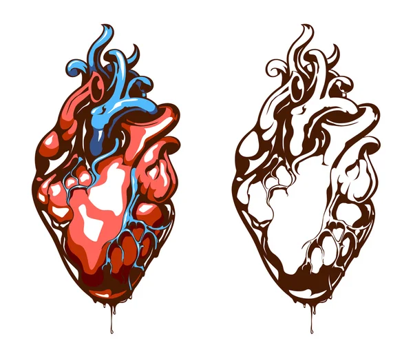 Corazón anatómico aislado en blanco — Archivo Imágenes Vectoriales