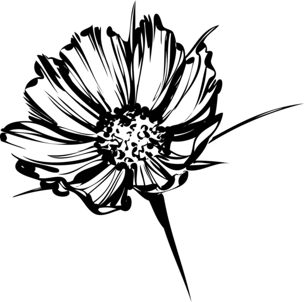 Vahşi bir çiçek kroki — Stok Vektör
