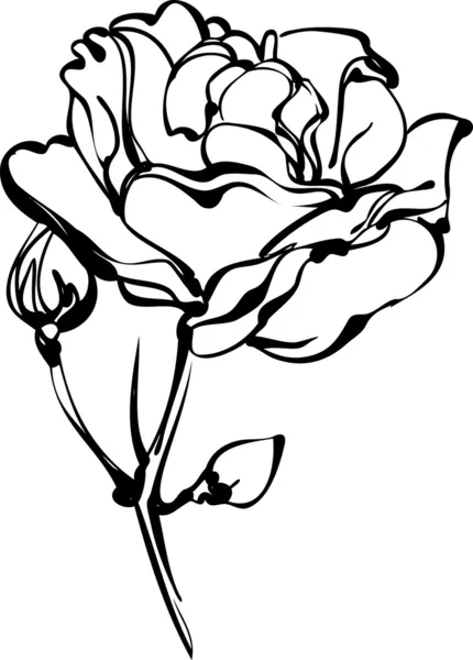 Roses blanches en bourgeon sur fond blanc — Image vectorielle