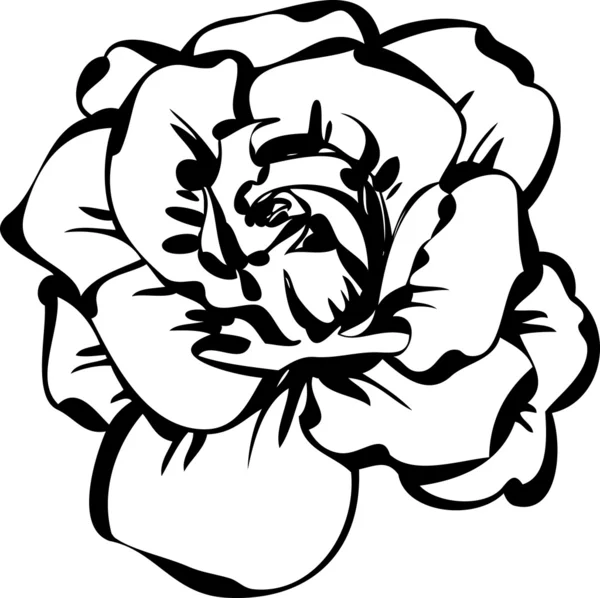 バラの黒と白のスケッチ — ストックベクタ