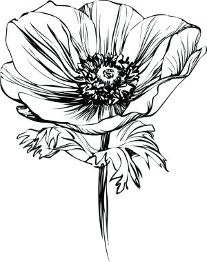 Black and white picture poppy flower on the stalk clipart