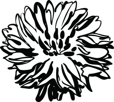 doğa çiçek siyah beyaz resim