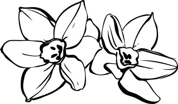 几个白色背景上的水仙花 — 图库矢量图片