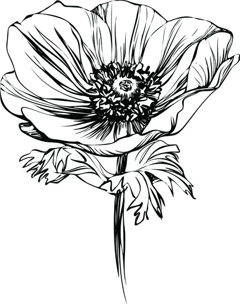 Flor de papoula preto e branco imagem no talo — Vetor de Stock