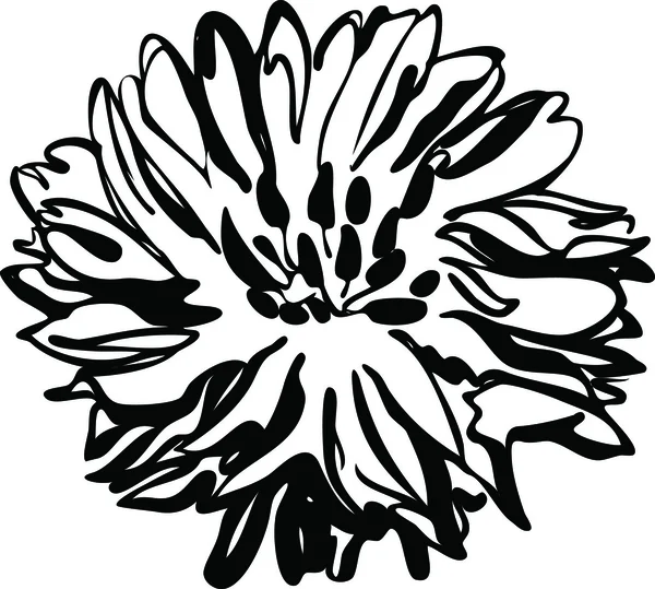 黑色和白色的自然花卉图片 — 图库矢量图片