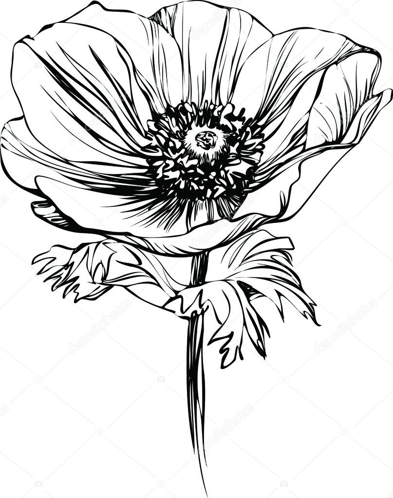 Black and white picture poppy flower on the stalk