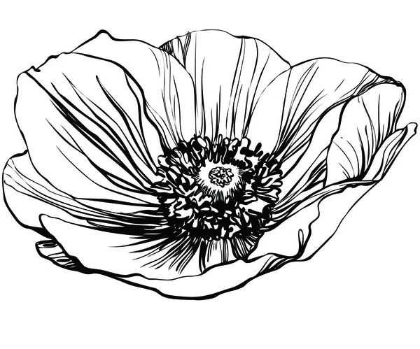 Black and white picture poppy flower — Stock Vector