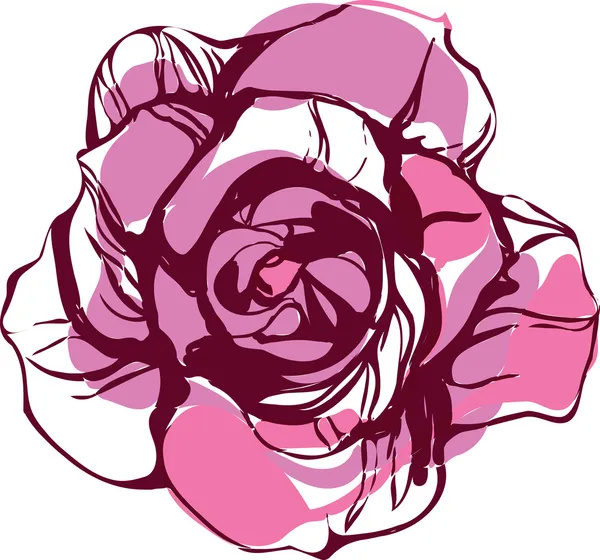 Obrázek přírodní růžový čaj růže — Stockový vektor