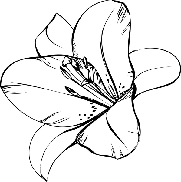 Черно-белый рисунок цветка природы — стоковый вектор