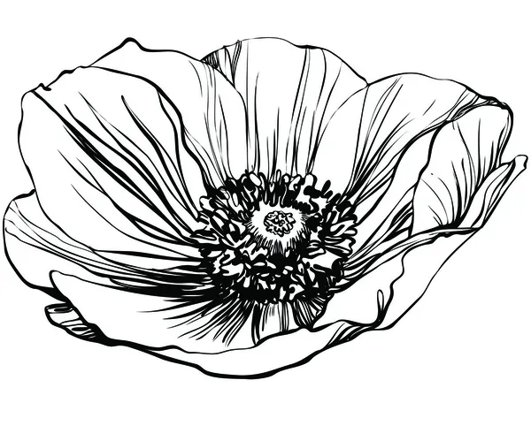 Imagen en blanco y negro flor de amapola — Archivo Imágenes Vectoriales