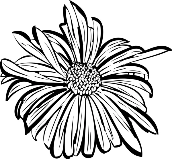 Jardín de flores parecido a una margarita — Archivo Imágenes Vectoriales