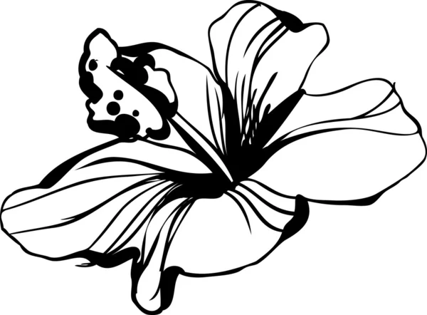 Çiçek açması hibiscus çiçek tomurcuk kroki — Stok Vektör