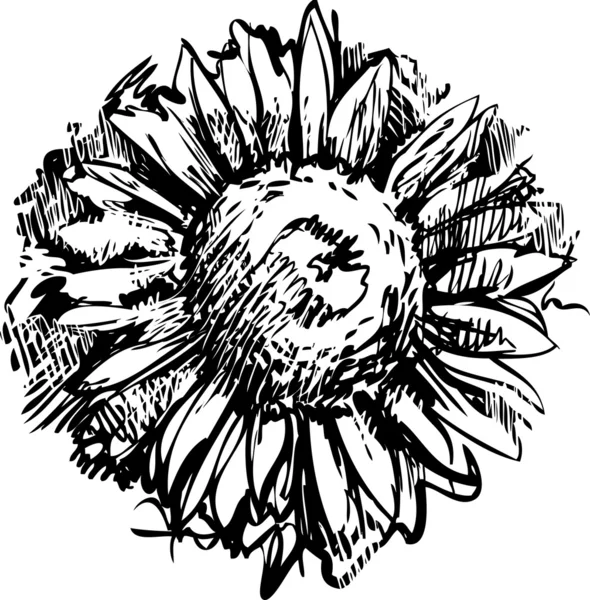 Skizze blühende Knospe Pflanze Sonnenblumenfeld — Stockvektor