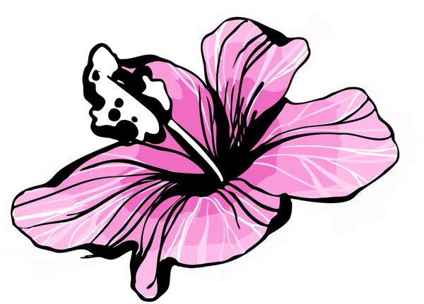 Σκίτσο άνθηση Ιβίσκος λουλούδι οφθαλμός — Διανυσματικό Αρχείο