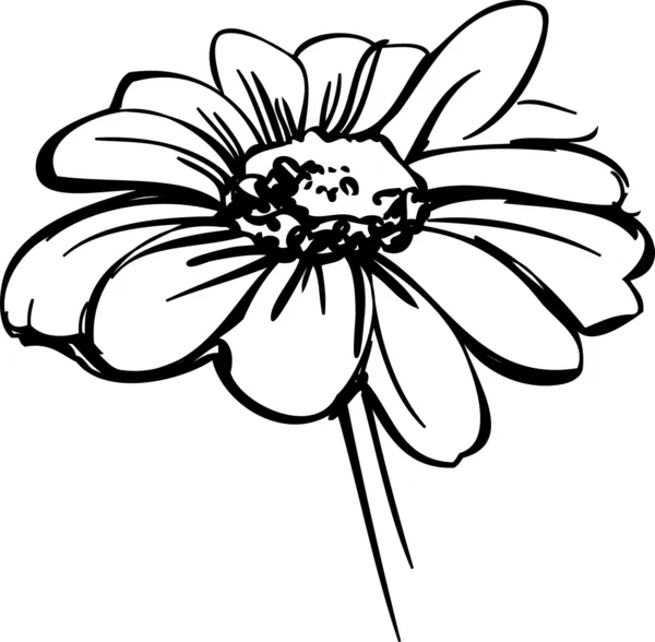 Skiss vilda blomma som liknar en tusensköna — Stock vektor