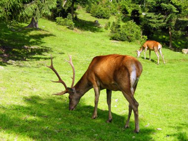 Deer on the meadow clipart