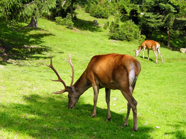 stock image Deer on the meadow