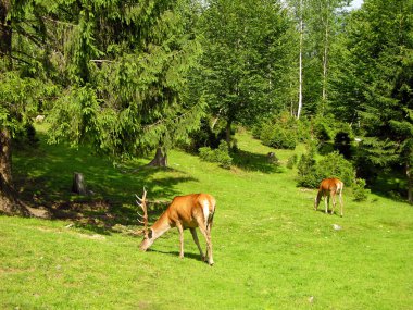 Deer on the meadow clipart