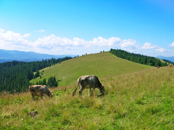 Pasture in Carpathian mountains — Stock Photo, Image